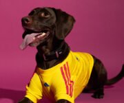 Camisetas adidas para mascotas Colombia