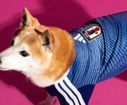 Camisetas adidas para mascotas Japón